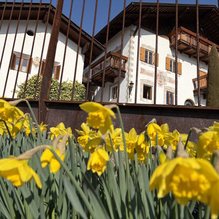 Frühlingsblühende Narzissen vor dem Mayerhof in Kuens bei Meran – traditionelles Südtiroler Bauernhaus mit Holzbalkonen und historischer Fassade