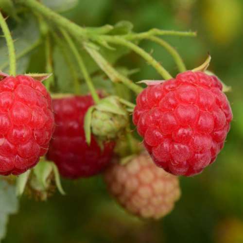 Himbeeren