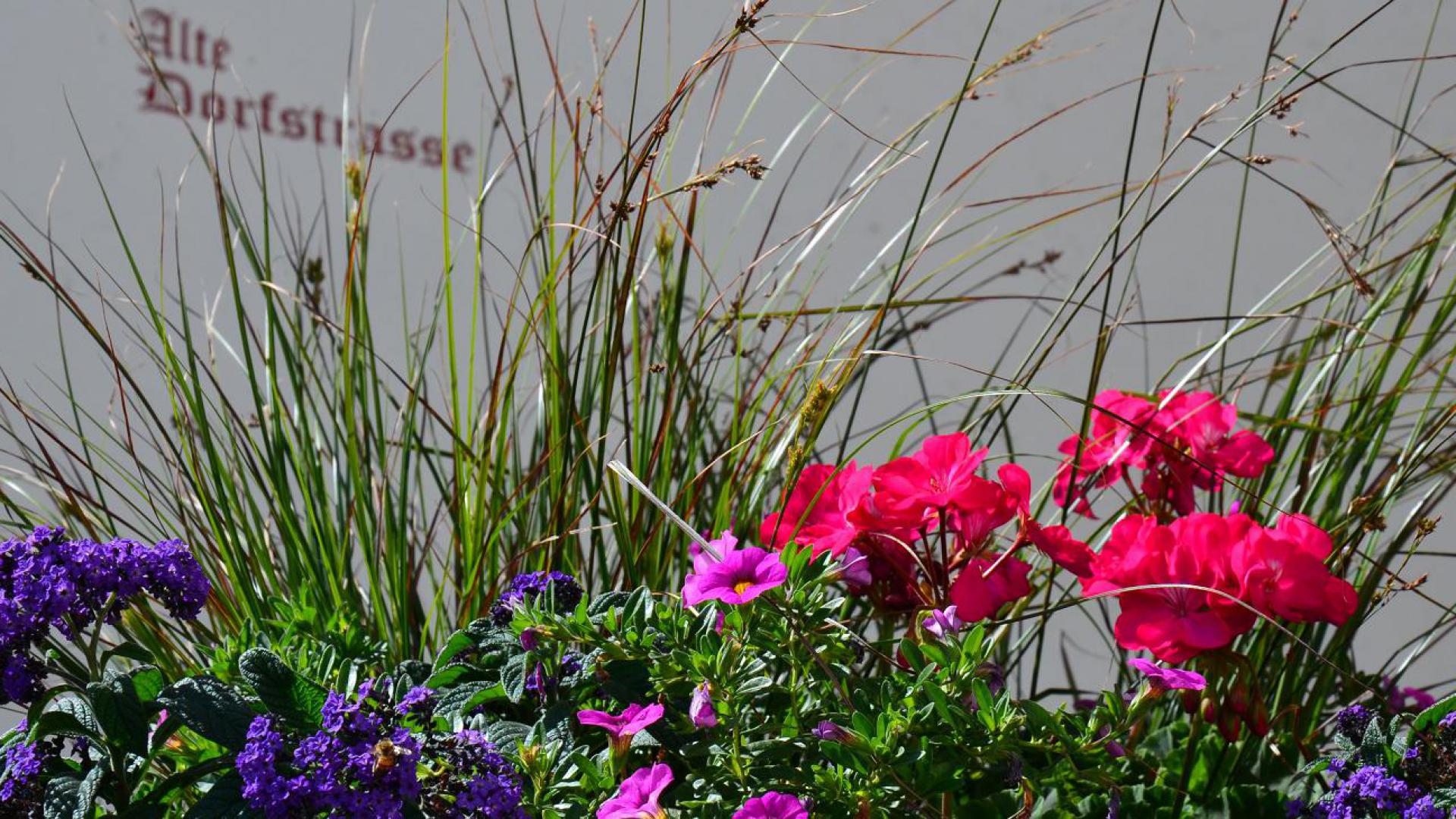 Blumenbepflanzung mit Geranien und Ziergräsern vor dem Straßenschild 'Alte Dorfstraße' in Kuens bei Meran – gepflegte Dorfidylle in Südtirol