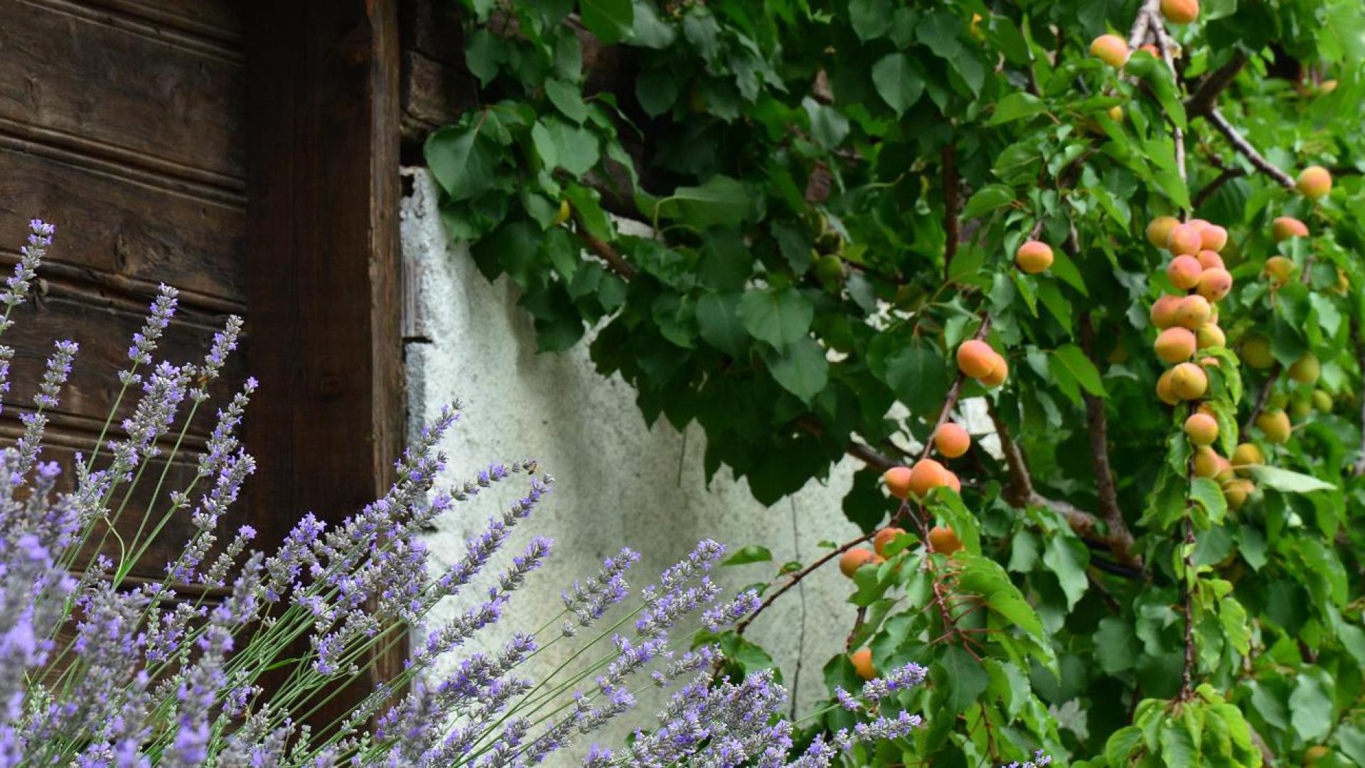 Lavendelgarten & Marillenbaum am Mayerhof in Kuens bei Meran/Südtirol