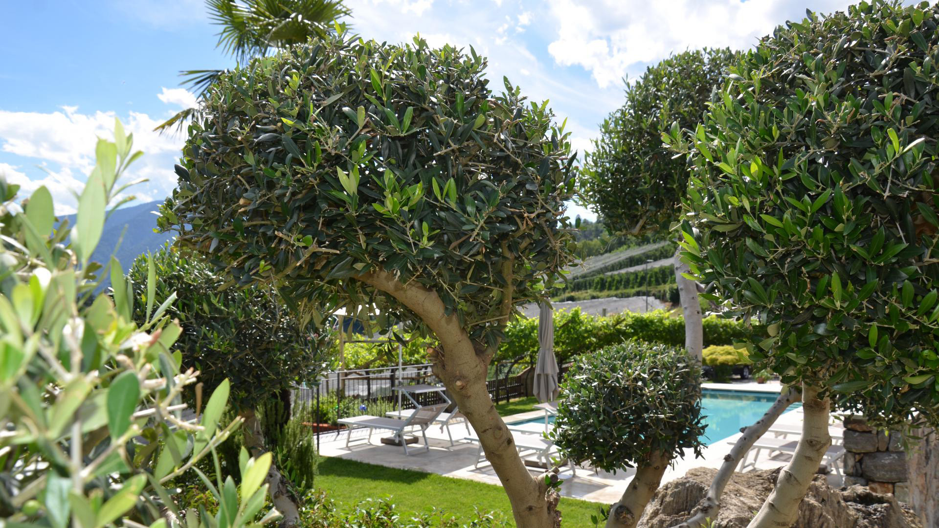 Mediterrane Olivenbäume im Garten des Mayerhofs in Kuens bei Meran mit Blick auf Pool und Liegebereich &ndash; südländisches Flair in Südtirol