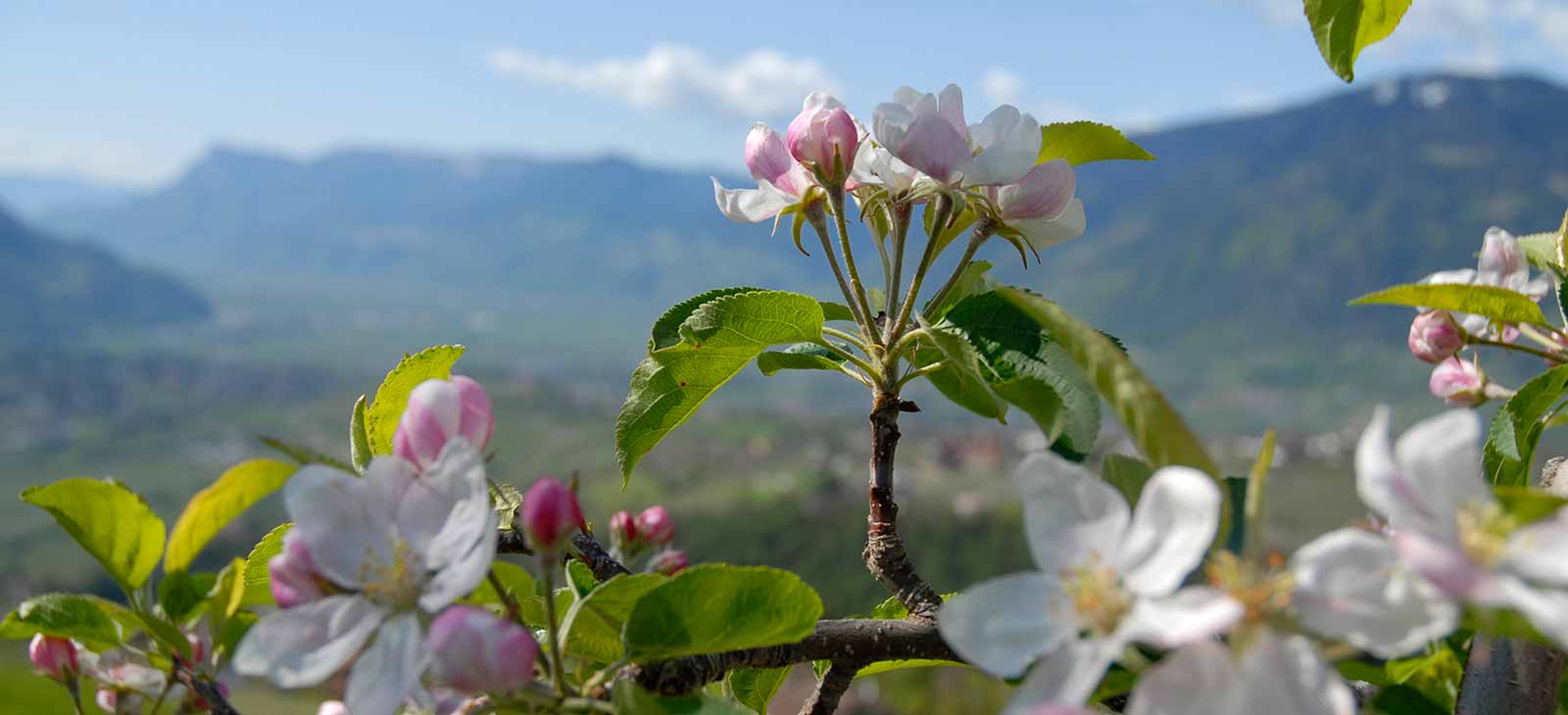 Recensioni per l’agriturismo Mayerhof
