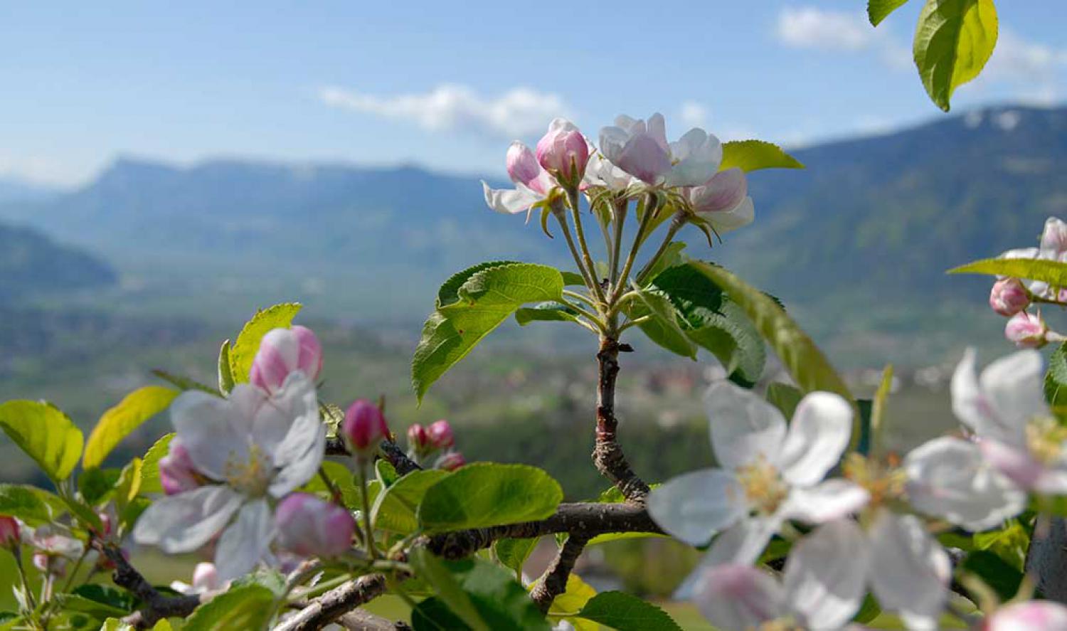 Recensioni per l’agriturismo Mayerhof