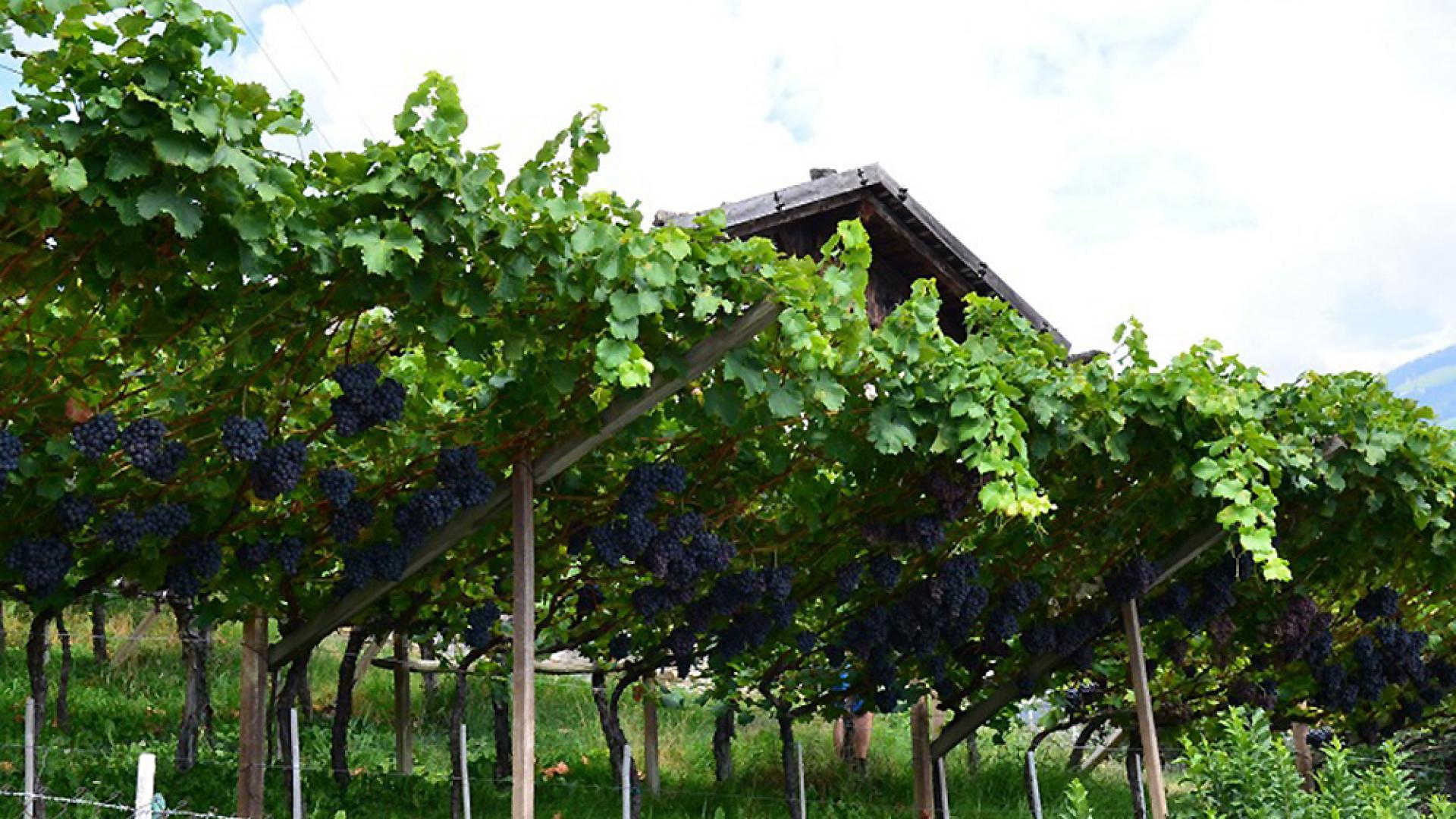 Weinreben rund um den Mayerhof in Kuens bei Meran